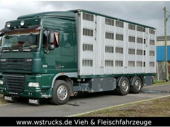 Állatszállító teherautó DAF XF105/410 Spacecup Menke 4 Stock