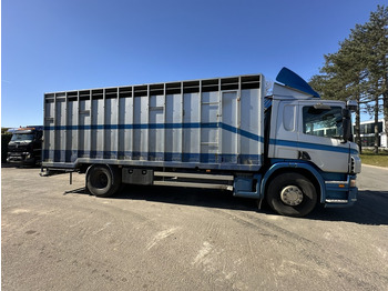 Állatszállító teherautó Scania P310 4x2 ANIMAL TRANSPORT - ALU BOX 7m - MANUAL - AIR SUSPENSION - A/C - BELGIAN TRUCK: 2 kép.