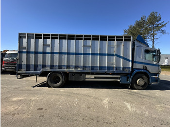 Állatszállító teherautó Scania P310 4x2 ANIMAL TRANSPORT - ALU BOX 7m - MANUAL - AIR SUSPENSION - A/C - BELGIAN TRUCK: 3 kép.