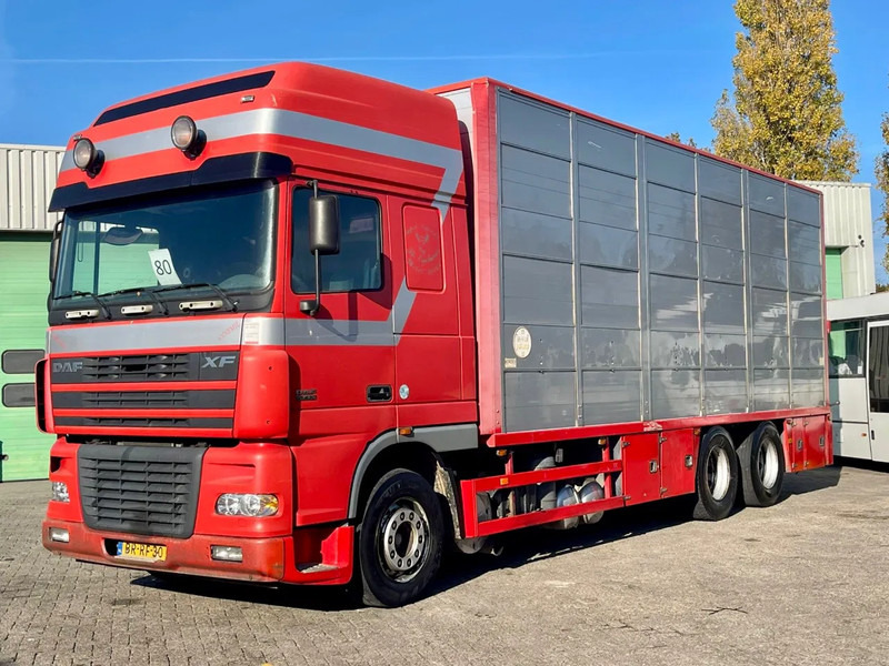 DAF XF 95.430 BERDEX 3 decks. Water, fans, Scales! Excellent condition. - Állatszállító teherautó: 1 kép. DAF XF 95.430 BERDEX 3 decks. Water, fans, Scales! Excellent condition. - Állatszállító teherautó: 1 kép.