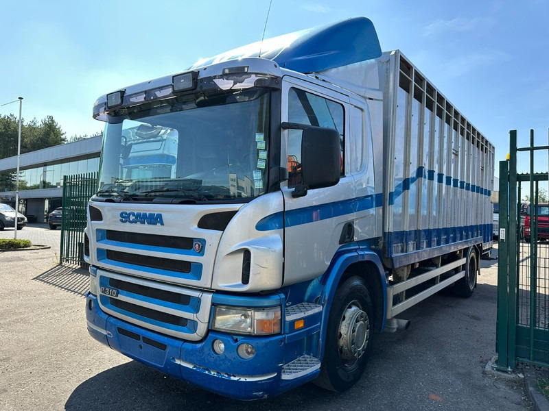 Scania P310 4x2 LIVESTOCK / VEEWAGEN / TIERTRANSPORT / BETAILLERE - ALU BOX 7m - MANUAL - A/C - BELGIAN TRUCK - Állatszállító teherautó: 3 kép. Scania P310 4x2 LIVESTOCK / VEEWAGEN / TIERTRANSPORT / BETAILLERE - ALU BOX 7m - MANUAL - A/C - BELGIAN TRUCK - Állatszállító teherautó: 3 kép.