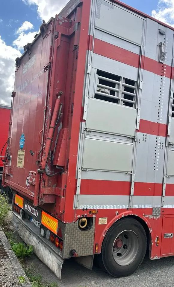 DAF XF 530 + Przyczepa Pezzaoli - 3X Trzoda, 2 X Bydło I 3 poziomy I Podnoszony dach I Hydroburta I Osie Skrętne I Poidła I Wentylatory I Pilot Manualny | - Állatszállító teherautó: 5 kép. DAF XF 530 + Przyczepa Pezzaoli - 3X Trzoda, 2 X Bydło I 3 poziomy I Podnoszony dach I Hydroburta I Osie Skrętne I Poidła I Wentylatory I Pilot Manualny | - Állatszállító teherautó: 5 kép.