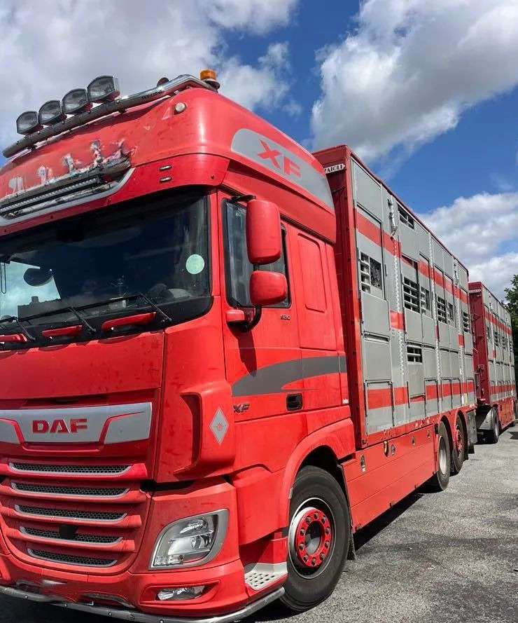 DAF XF 530 + Przyczepa Pezzaoli - 3X Trzoda, 2 X Bydło I 3 poziomy I Podnoszony dach I Hydroburta I Osie Skrętne I Poidła I Wentylatory I Pilot Manualny | - Állatszállító teherautó: 2 kép. DAF XF 530 + Przyczepa Pezzaoli - 3X Trzoda, 2 X Bydło I 3 poziomy I Podnoszony dach I Hydroburta I Osie Skrętne I Poidła I Wentylatory I Pilot Manualny | - Állatszállító teherautó: 2 kép.