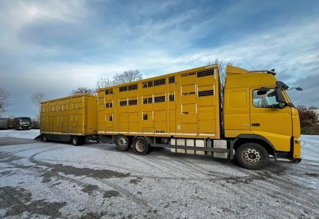 Volvo FH 420 • KABA • Transport Zwierząt 3xŚwinie/ 2xBydło 3-piętrowy • Euro 5 • Retarder • Oś podnoszona i skrętna - Állatszállító teherautó: 3 kép. Volvo FH 420 • KABA • Transport Zwierząt 3xŚwinie/ 2xBydło 3-piętrowy • Euro 5 • Retarder • Oś podnoszona i skrętna - Állatszállító teherautó: 3 kép.