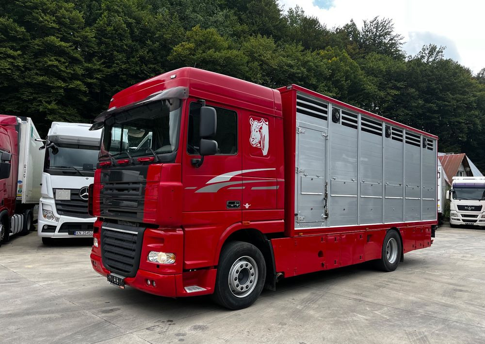 DAF XF 105.460 Euro 5 // Manual // Retarder // Do Żywca / Bydła / Zwierząt / - Állatszállító teherautó: 1 kép. DAF XF 105.460 Euro 5 // Manual // Retarder // Do Żywca / Bydła / Zwierząt / - Állatszállító teherautó: 1 kép.