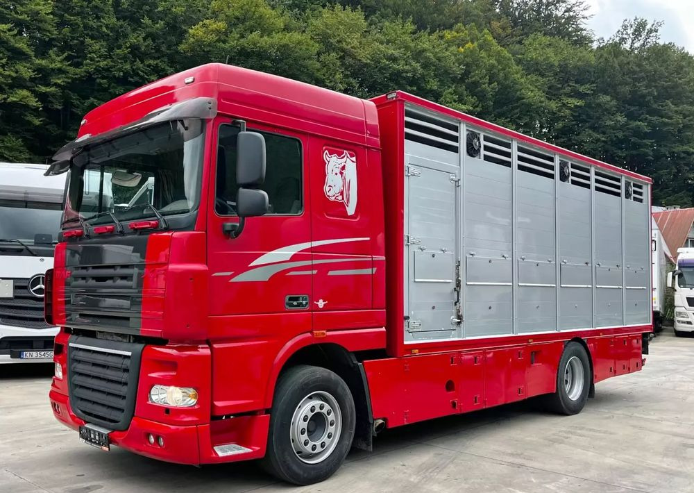 DAF XF 105.460 Euro 5 // Manual // Retarder // Do Żywca / Bydła / Zwierząt / - Állatszállító teherautó: 1 kép. DAF XF 105.460 Euro 5 // Manual // Retarder // Do Żywca / Bydła / Zwierząt / - Állatszállító teherautó: 1 kép.