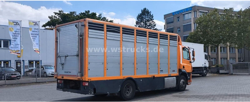 DAF CF 400 - Animal transporter - Állatszállító teherautó: 4 kép. DAF CF 400 - Animal transporter - Állatszállító teherautó: 4 kép.