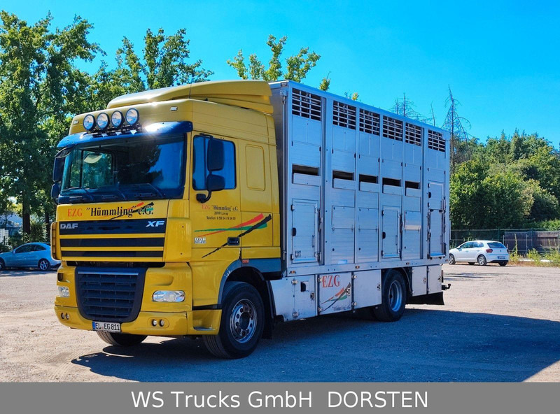 DAF XF410 Menke Doppelstock - Állatszállító teherautó: 1 kép. DAF XF410 Menke Doppelstock - Állatszállító teherautó: 1 kép.