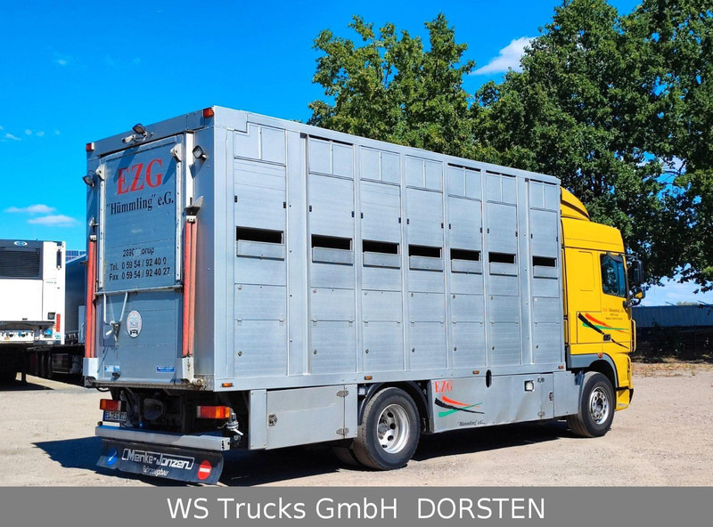 DAF XF410 Menke Doppelstock - Állatszállító teherautó: 5 kép. DAF XF410 Menke Doppelstock - Állatszállító teherautó: 5 kép.