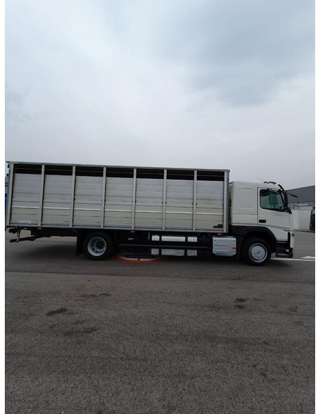 Volvo FM 500 Viehtransporter ( Rind / beef ) - Állatszállító teherautó: 4 kép. Volvo FM 500 Viehtransporter ( Rind / beef ) - Állatszállító teherautó: 4 kép.